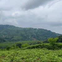 زمین 300 متری لاهیجان سند تک برگ پروانه ویلا|فروش زمین و ملک کلنگی|لاهیجان, آهندان|دیوار