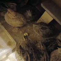 فروش بلدرچین