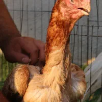 تخم نطفه دار هندی نوک طوطی ( نژاد پاروت)