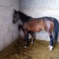 اسب مادیون سواری دار معاوضه با گوسفند بره کهره