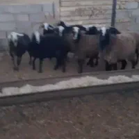 بره ماده شال|حیوانات مزرعه|شال, |دیوار