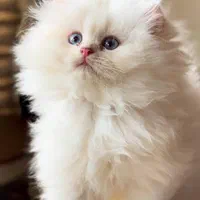 بچه گربه اشرافی