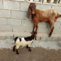 فروش بز