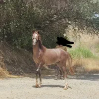 یک اسب و دو مادیون|اسب و تجهیزات اسبسواری|احمدآبادمستوفی, |دیوار