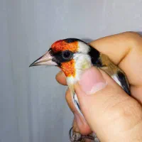 سهره نر عطیقه رخ اروپایی چهارگل کروات