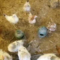 جوجه خروس وجوجه مرغ