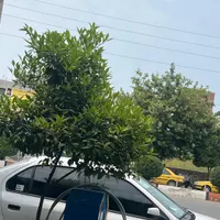 اسکان رایگان