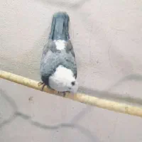 سر سفید کله سفید|پرنده|سبزوار, طبرسی (جعفرآباد)|دیوار