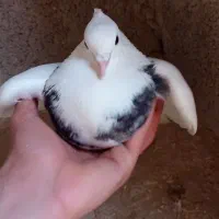 کفتر طوقی|پرنده|سرپل ذهاب, |دیوار