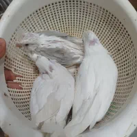 فروس جوجه سرلاکی عروس|پرنده|لار, |دیوار