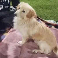 توله سگ نر|سگ|شهرضا, |دیوار