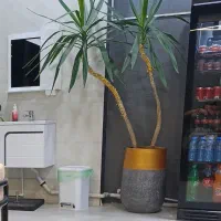 درختچه یوکا 2.5 متری با گلدان 80 سانتی بزرگ