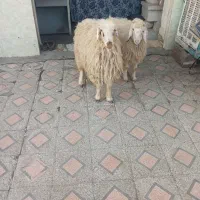 گیسه سانن و دوتا بره نر.راور|حیوانات مزرعه|راور, |دیوار