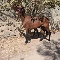 مادیون و کره نریون|اسب و تجهیزات اسب‌سواری|هشتگرد, هشتگرد قدیم|دیوار