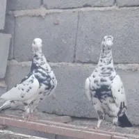 جفت سوسکی درشت و قلدر|پرنده|طبس, |دیوار