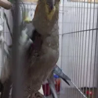 عروس هلندی|پرنده|قم, شهرک مهدیه (مدرس)|دیوار