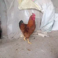 خروس مخصوص خونریزی|حیوانات مزرعه|خمین, |دیوار