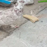 کبوتر|پرنده|تبریز, |دیوار