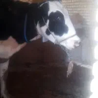 گاو هلشتاین و گوساله نر سیمنتال