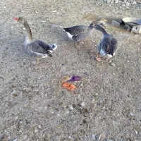 یک جفت غاز ب همراه جوجه