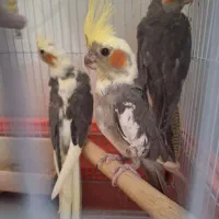 جوجه عروس هلندی رام و دستی و دونخور