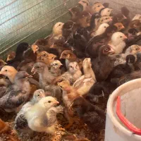 فروش جوجه ۱۰ روزه|حیوانات مزرعه|بابل, |دیوار