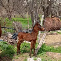 یک اسب جوان باکره به فروش میرسد