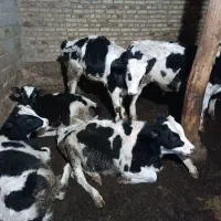 گاو نر ۸عدد