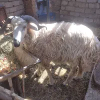بره قوچ ۲ساله