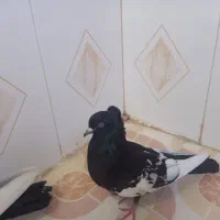 پرنده|پرنده|شادگان, |دیوار