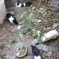 خرگوش نر و ماده