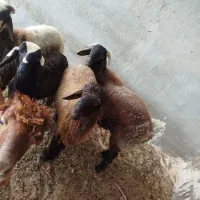 بره نرآبپخش