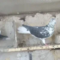 کبوتر
