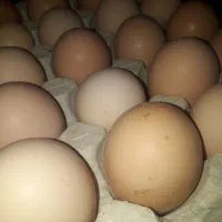 شونه ای۲۷۰ کارتنی ۱۵۵۰ بارگرم باپیک رایگان