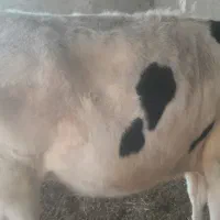 گاوگستر فروشی