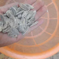 تخمه