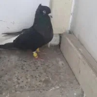 کبوتر اشعال دم سفید