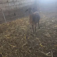 بره ماده دولاق