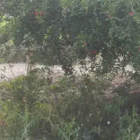 اجاره زمین کشاورزی