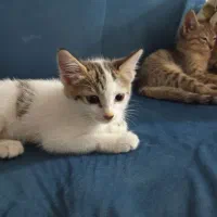 گربه|گربه|قزوین, |دیوار