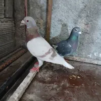 کفتر ه