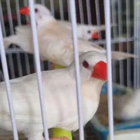 فنچ کرواتی شکلاتی و آلبینو (سفید )|پرنده|کاشان, فاز ۲ ناجی آباد|دیوار