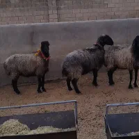 فروش 5 عدد شیشک میش داشتی روزگاری