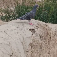سرور پلاکی عتیقه . نر . با دو تا طوقی نر .