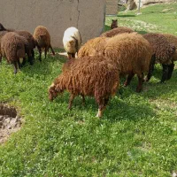کاور نر داشتی