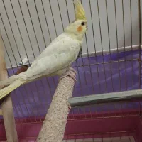 عروس هلندی|پرنده|زنجان, |دیوار