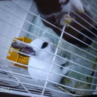 خرگوش یکماهه بسیار زیبا