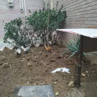 4عدد مرغ مینیاتوری سبرایت جوان و تخم گذار