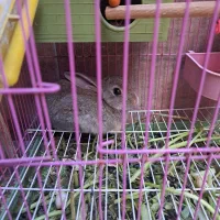 خرگوش باهوش