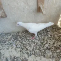 کفتر یا کبوتر